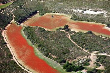Champs Coquelicots, PACA, © Etienne Pierart